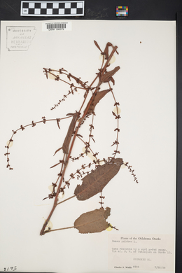 Rumex pulcher image