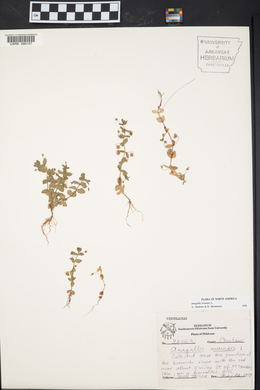 Lysimachia arvensis image