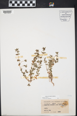 Lysimachia arvensis image