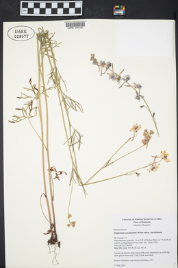 Delphinium carolinianum image