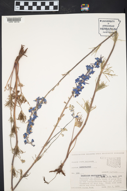 Delphinium carolinianum image