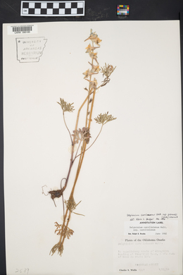 Delphinium carolinianum subsp. virescens image