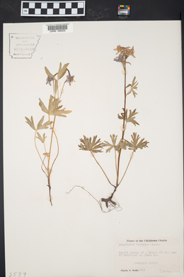 Delphinium tricorne image