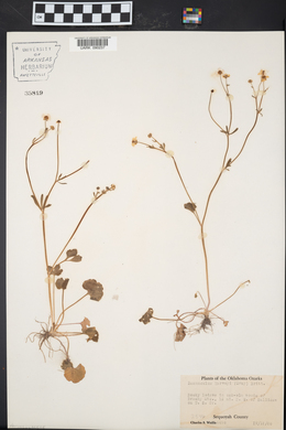 Ranunculus harveyi image