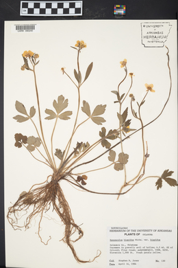 Ranunculus hispidus var. hispidus image