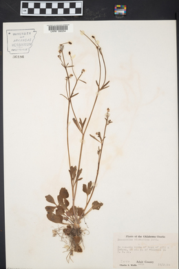 Ranunculus micranthus image