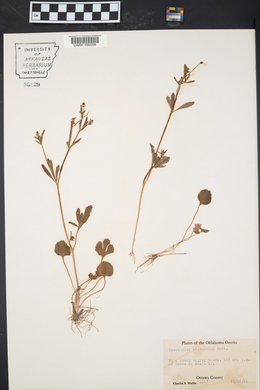 Ranunculus micranthus image