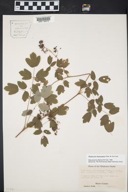 Thalictrum dasycarpum image