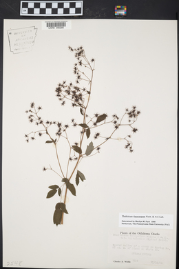 Thalictrum dasycarpum image