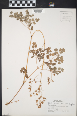 Thalictrum fendleri image