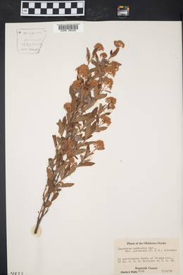 Ceanothus herbaceus image