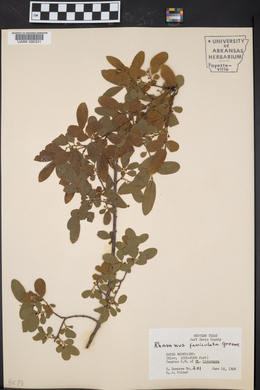 Rhamnus serrata image