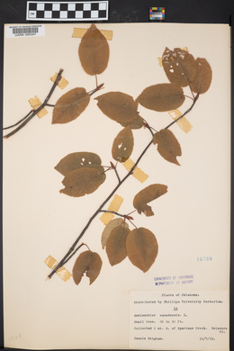 Amelanchier canadensis image