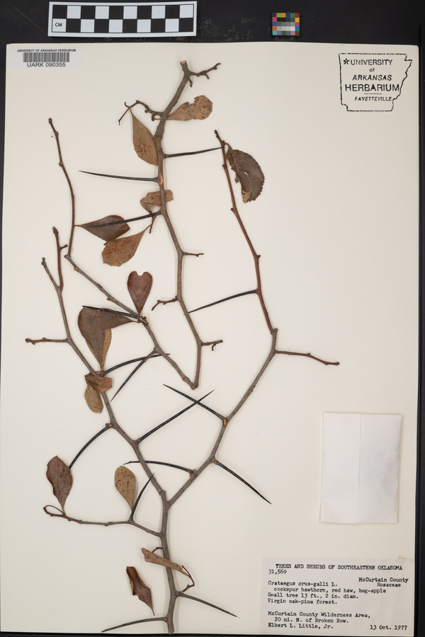 Crataegus crus-galli crus-galli image