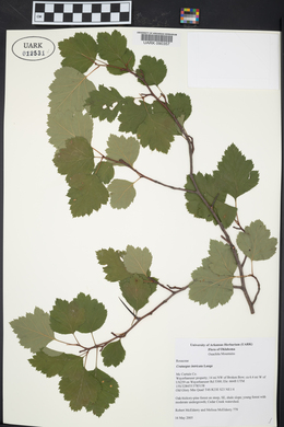 Crataegus intricata image