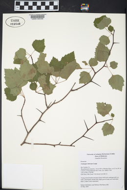 Crataegus intricata image