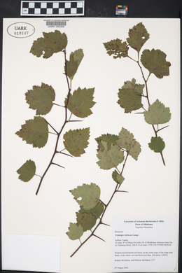 Crataegus intricata image