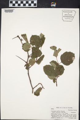 Crataegus mollis image