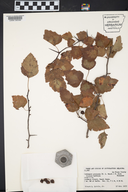 Crataegus pruinosa image