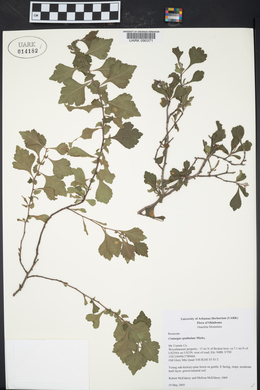 Crataegus spathulata image