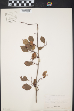 Crataegus viridis image