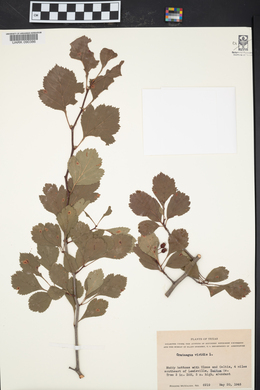 Crataegus viridis image