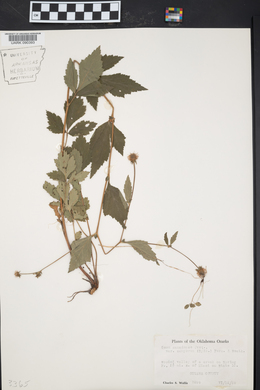 Geum canadense var. camporum image