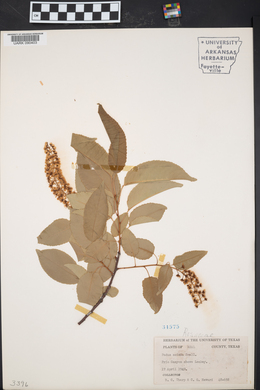 Prunus serotina subsp. eximia image