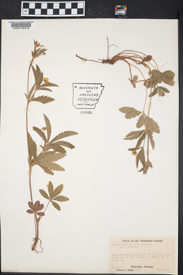 Potentilla simplex var. simplex image