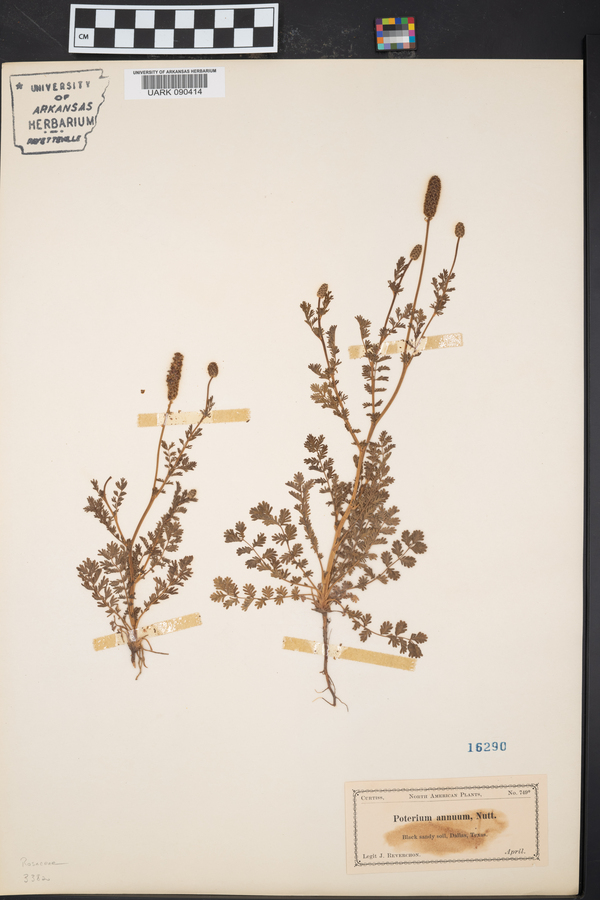 Poteridium annuum image