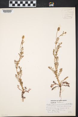 Sanguisorba annua image