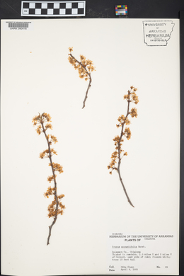 Prunus angustifolia image