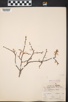 Prunus angustifolia image