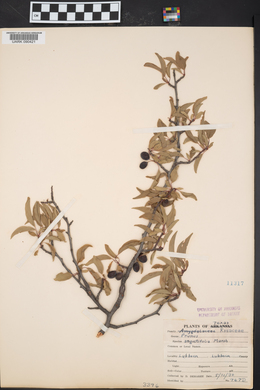 Prunus angustifolia image