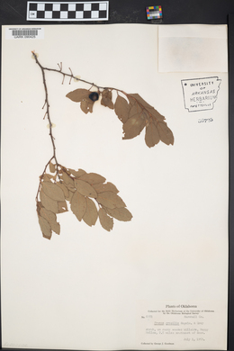 Prunus gracilis image