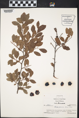 Prunus gracilis image