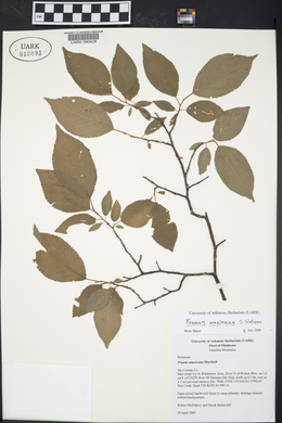 Prunus mexicana image