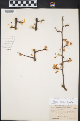 Prunus mexicana image