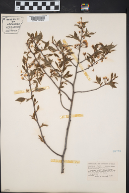 Prunus munsoniana image