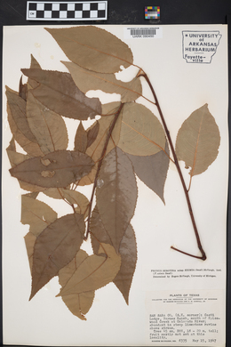 Prunus serotina subsp. eximia image