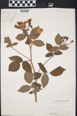 Rosa setigera image