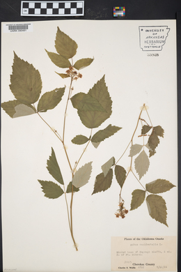 Rubus occidentalis image