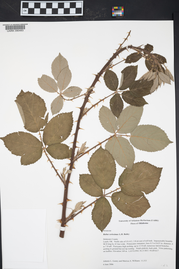 Rubus serissimus image