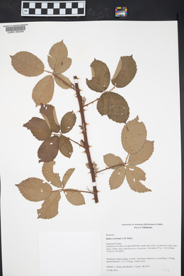 Rubus serissimus image