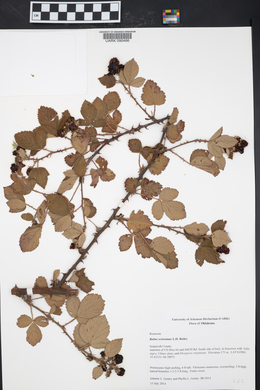 Rubus serissimus image