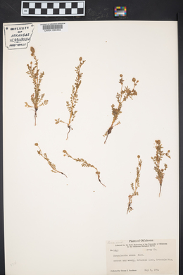 Sanguisorba annua image