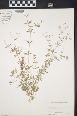 Galium concinnum image