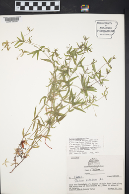 Galium arkansanum image