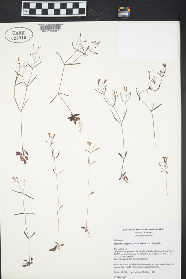 Hedyotis longifolia var. longifolia image
