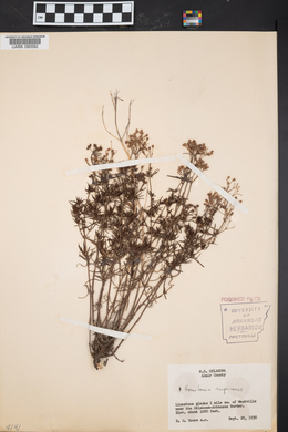 Stenaria nigricans var. nigricans image